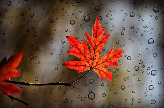 a maple leaf, coloured a fire reddish-orange, seen through a raindrop-spattered window